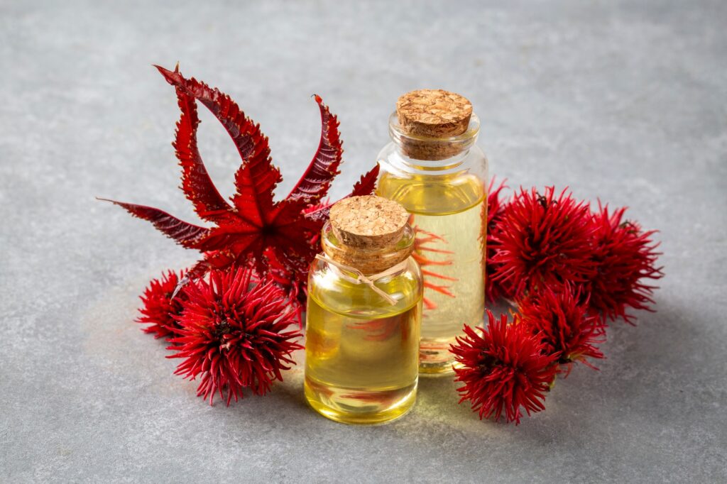 Bouteille d'huile de ricin avec fruits de ricin, graines et feuilles.