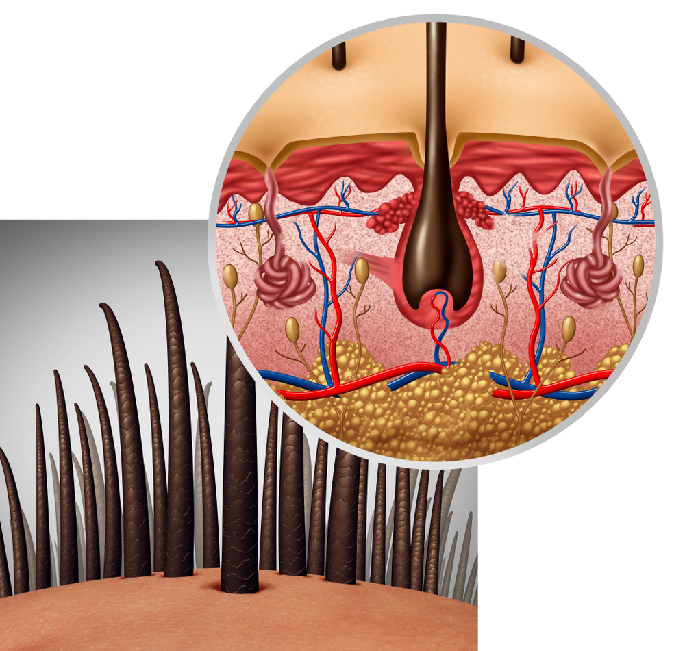 Perte de cheveux avec bulbe : que faire ?
